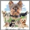 Dog Yorkshire Terrier t-shirt