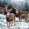 Deer Snow Tee