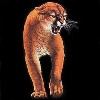 mountain lion shirts
