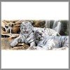 Two resting white tiger tees