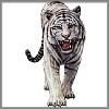 Stalking white tiger on the prowl tees