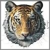 Bengal big cat face tees