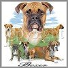Dog breed boxer tee shirt