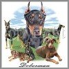 Montage Doberman Pinscher Tees