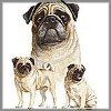 Triple Pug Phote Tees