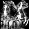 Wild Horses