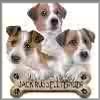 Jack Russell Terrier t-shirts