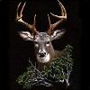 Eight Point Buck Deer T-Shirt