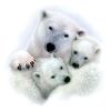 Mother's Love Polar Bear Hoodie
